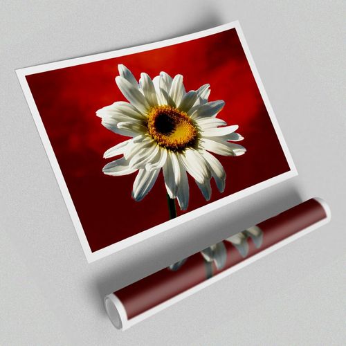 White Daisy on Red Flowers -...