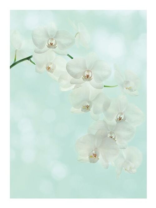 'White Orchid' Photographic...