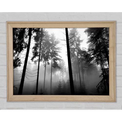 Mist Of The Woodland B N W -...