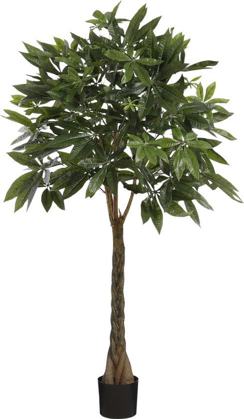 Mica Decorations Pachira...