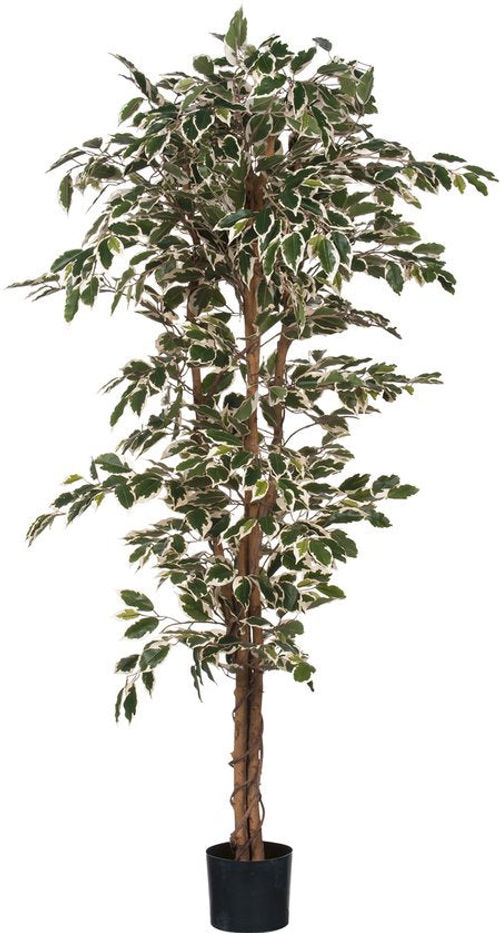 Mica Decorations Ficus...