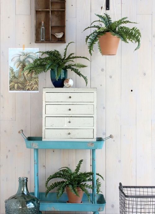 Mica Decorations Boston Farn...