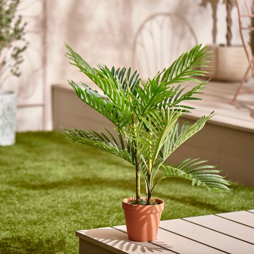 Fern in Terracotta Pot Green