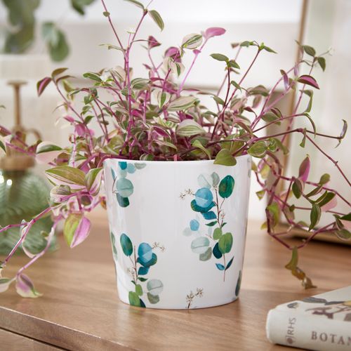 Eucalyptus Plant Pot...