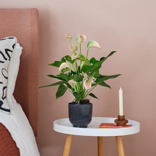 Peach Anthurium House Plant...