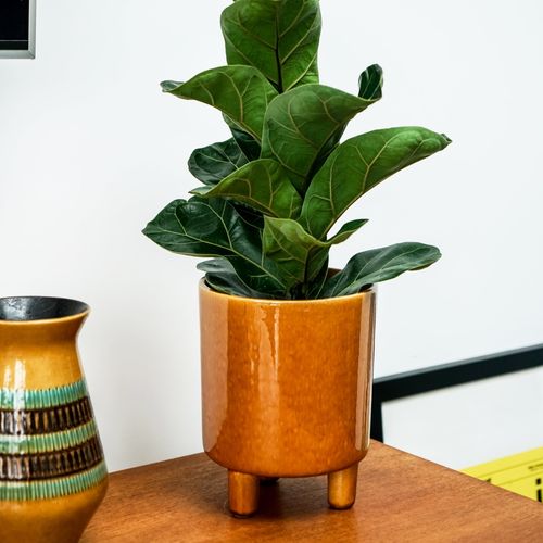 Pisa Plant Pot Mustard