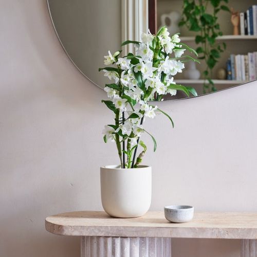 Earthenware Plant Pot