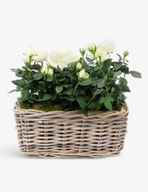 White mini rose planter