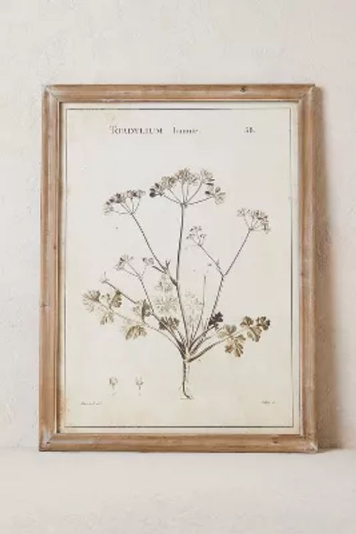 Botanical Wall Art