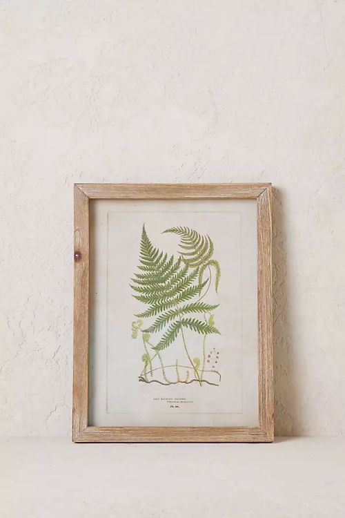 Fern Wall Art