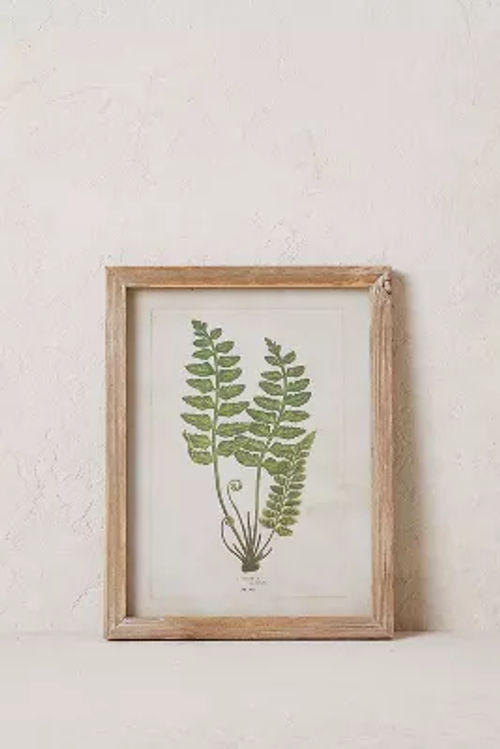 Fern Wall Art