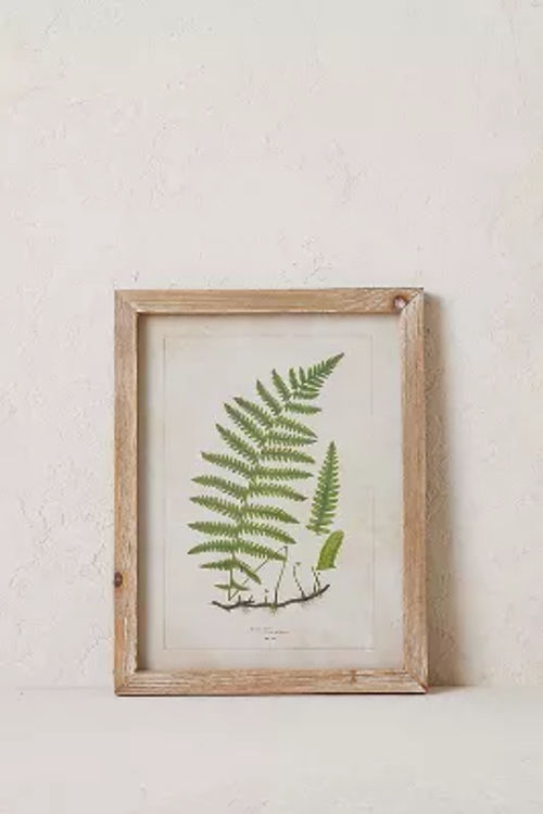 Fern Wall Art