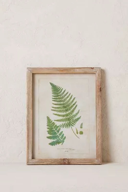 Fern Wall Art