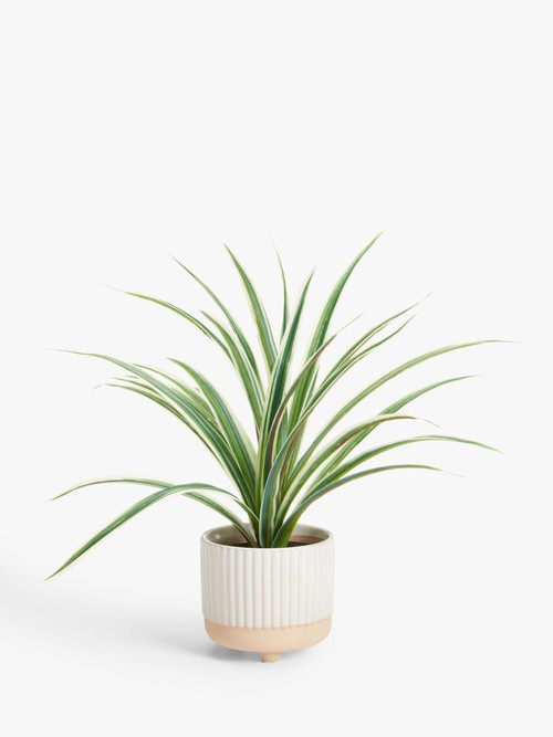 John Lewis Artificial Orchid...