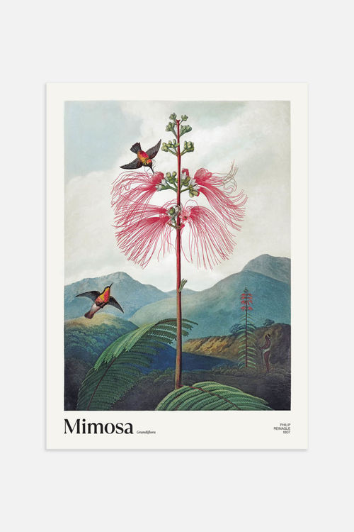 H & M - Mimosa Grandiflora...