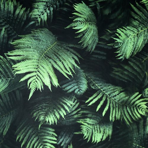 Arthouse Fern Wall Green...