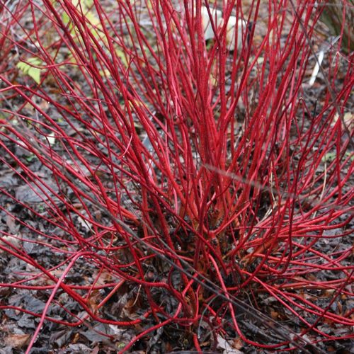 Sibirica Red Barked Dogwood...