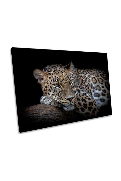 Leopard Resting Black Canvas...