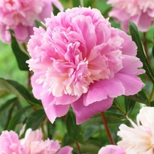 Plant Theory Sorbet Peony...