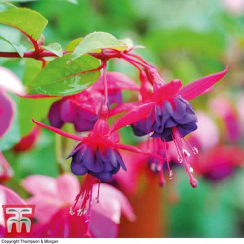 Thompson & Morgan Fuchsia Hardy Shrimp Cocktail 5 Postiplug Plant | £9. ...