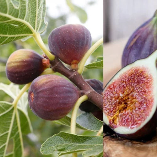 Carbeth Plants Fig Fruit Tree...