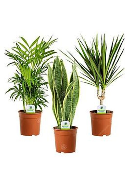 Indoor Plant Mix - 3 Plants -...