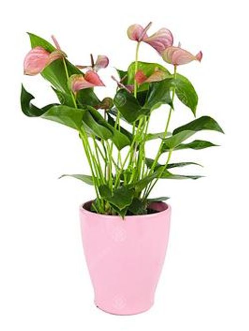 Anthurium Houseplants 13Cm...