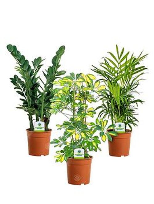 Indoor Plant Mix - 3 Plants -...