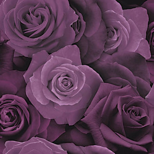 Arthouse Austin Rose Purple...