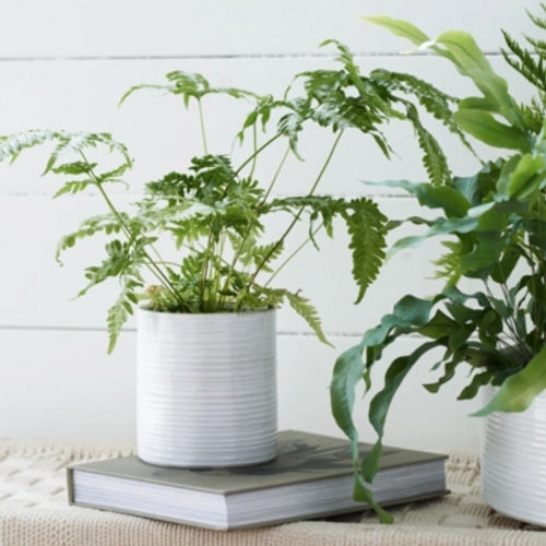 White Ribbed Ceramic Planter...