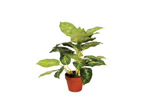 Kunstpflanzen Calathea Luisae...