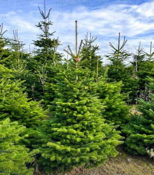 Weihnachtsbaum Tannenbaum...