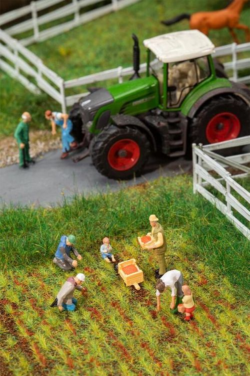 Auf dem Erdbeerfeld