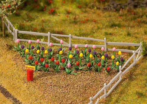 36 Tulpen