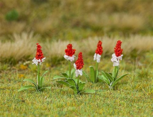 32 Orchideenprimel