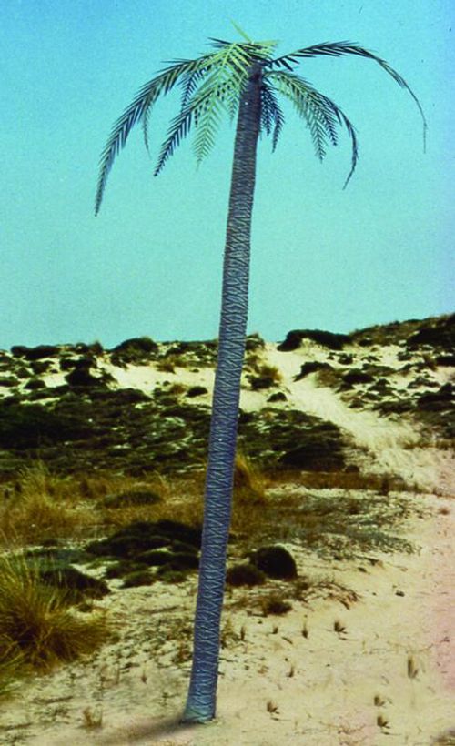 Palm tree