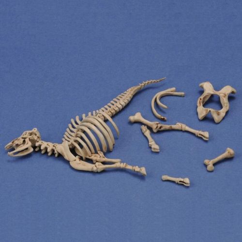 Cow skeleton Nr. 3
