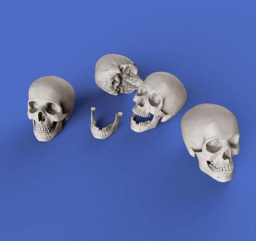 Skulls