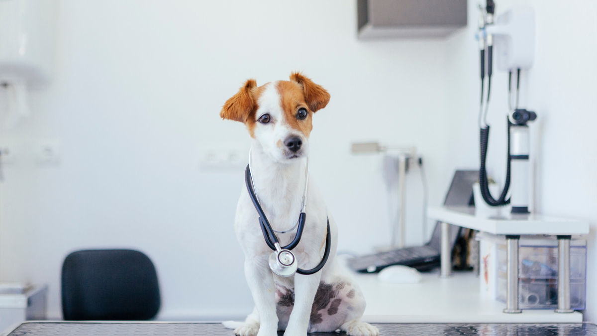 dog doctor in the veterinary