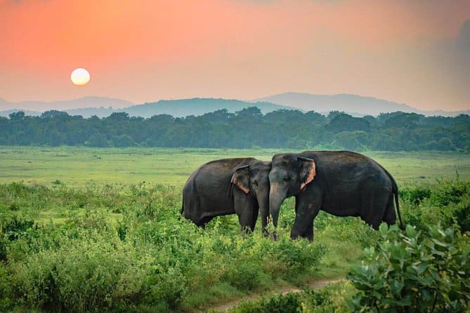 elephant sri lanka