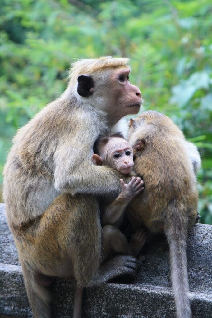 monkey sri lanka