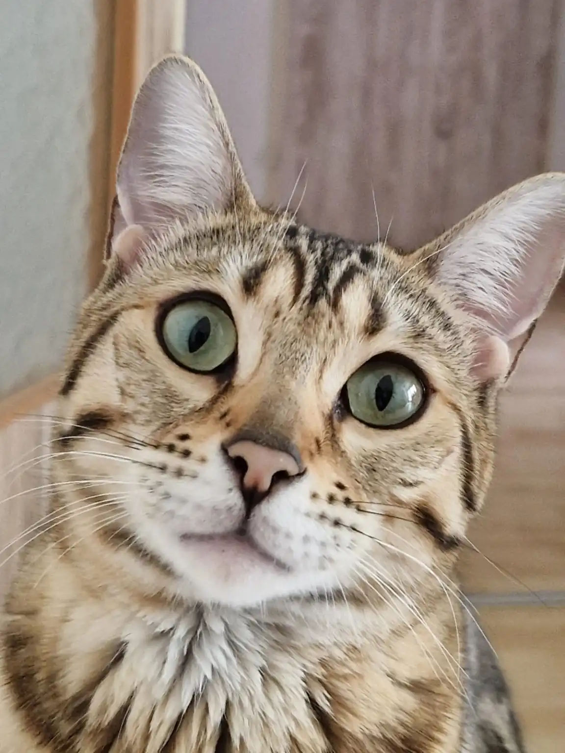 Yo-Yo, Emotional Support Cat
