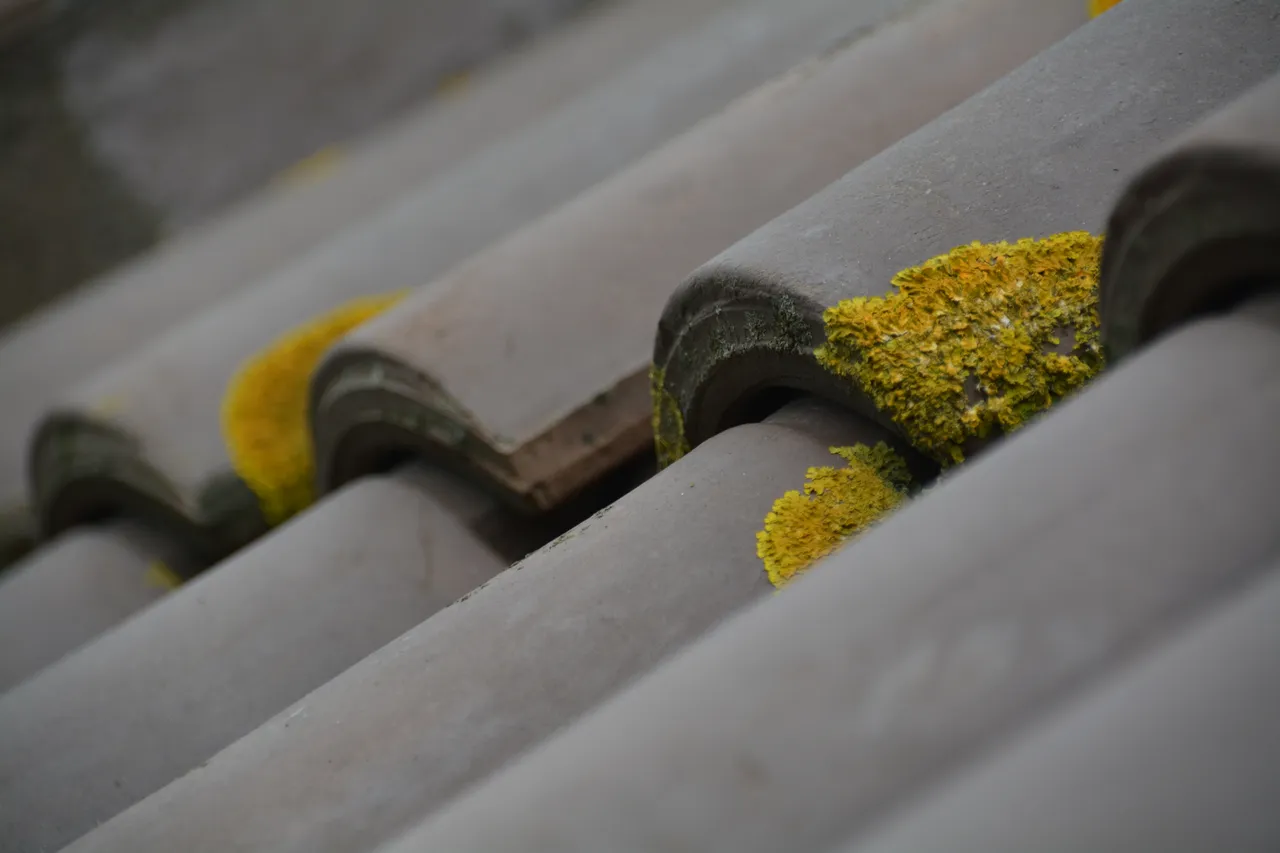 Professional roof cleaning service