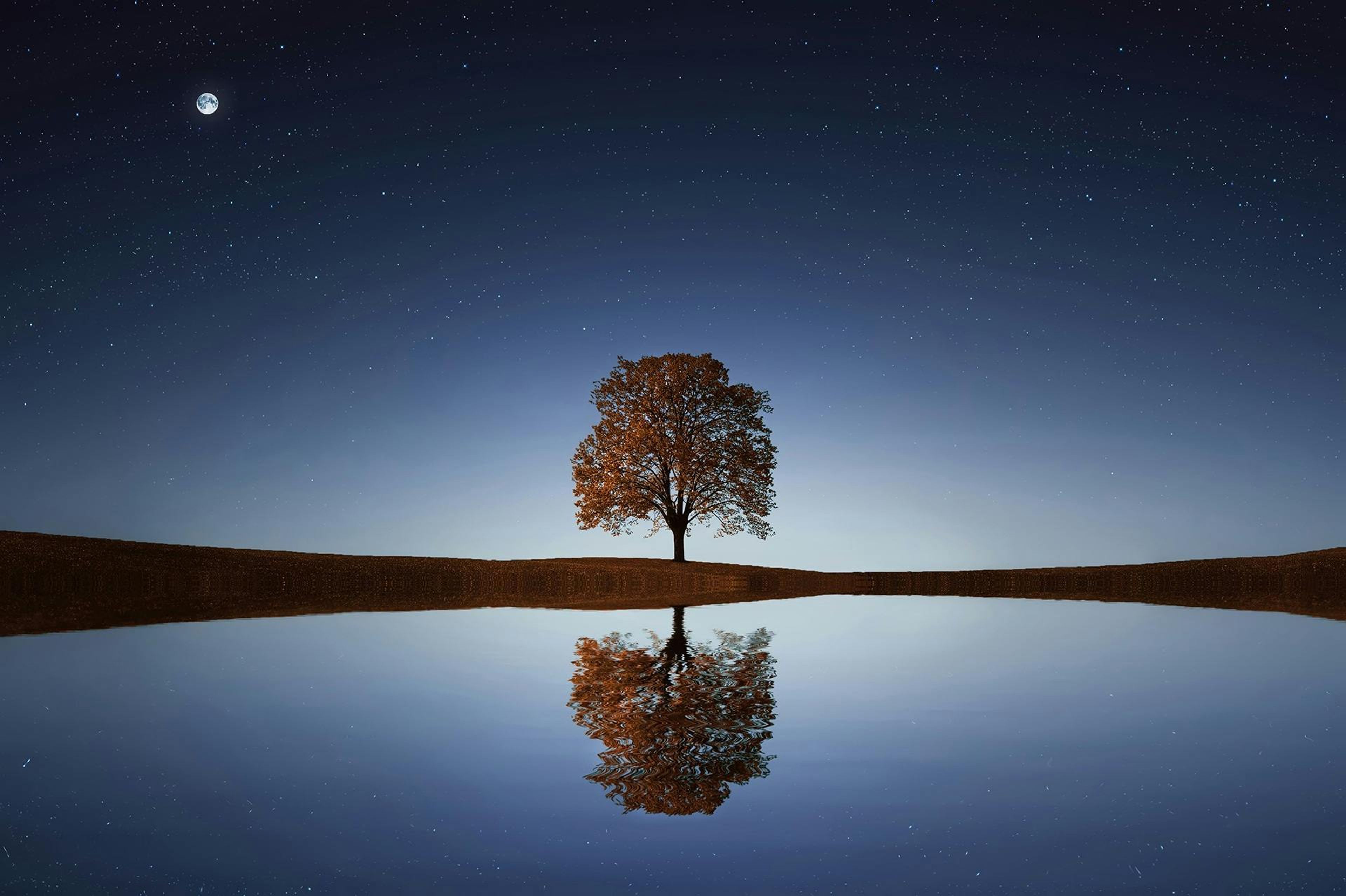 Tree In Between Ocean - free minimalist HD wallpaper