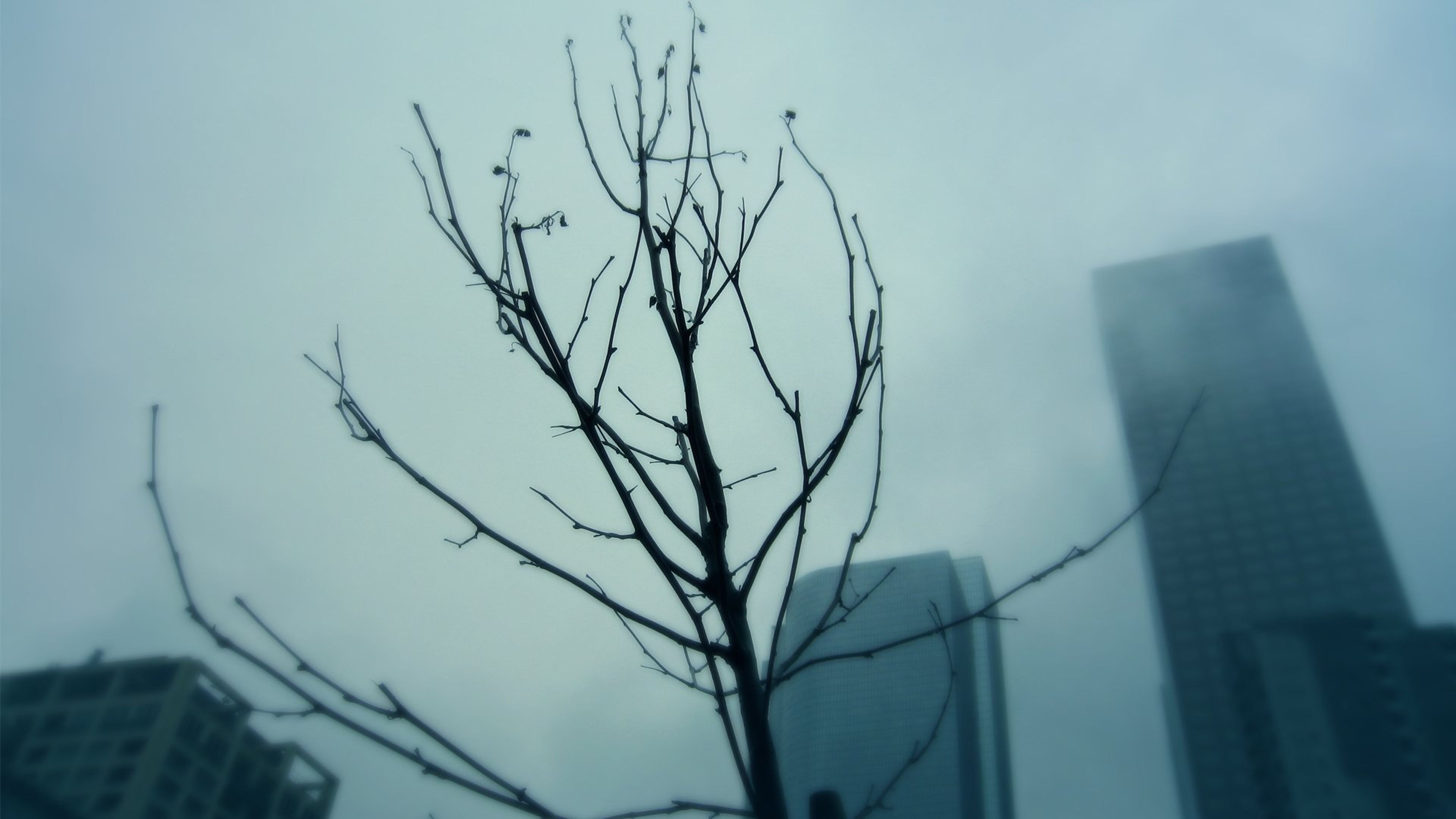Blank Tree - free minimalist HD wallpaper
