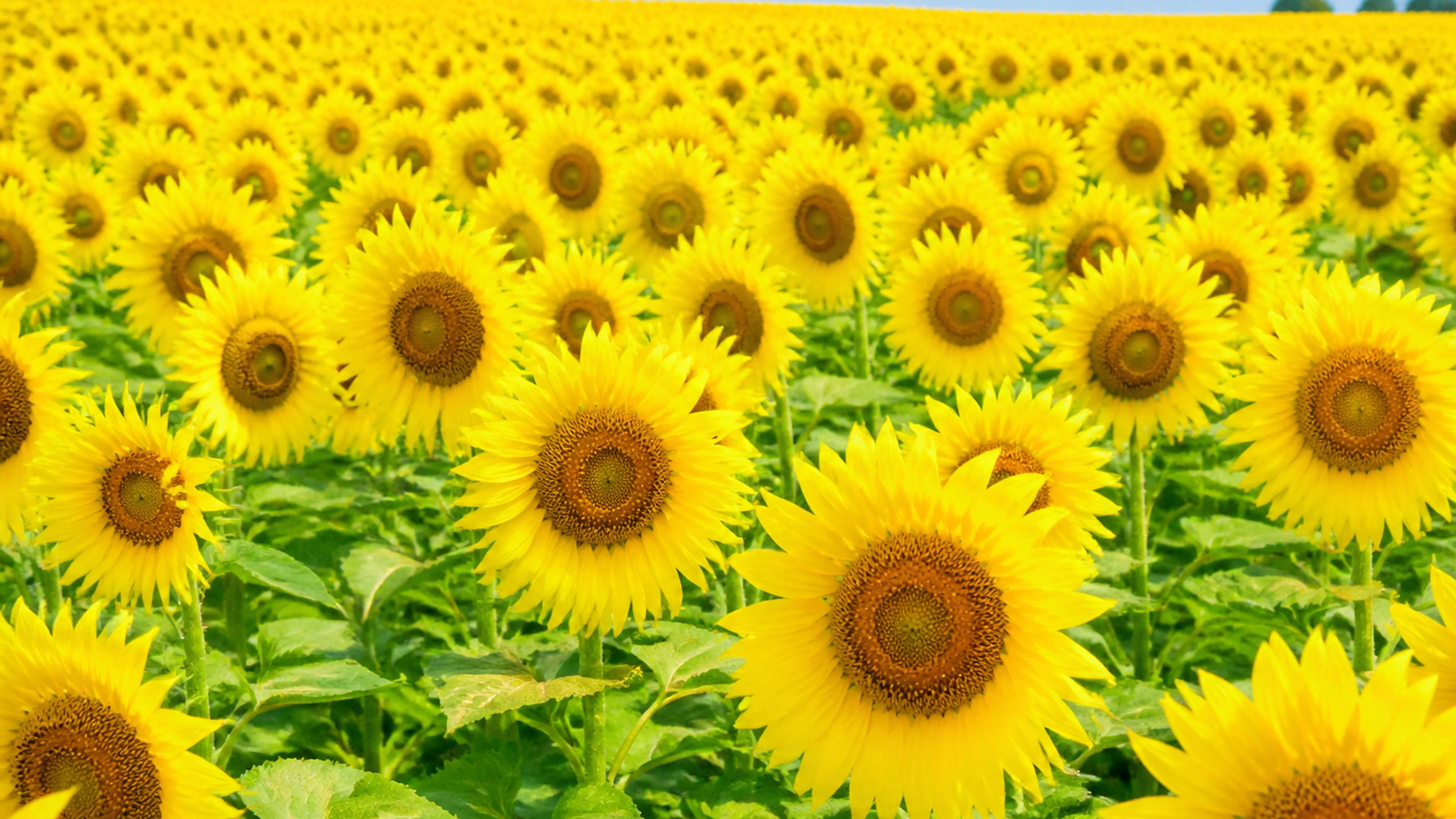 Sunflower Field in Bright Daylight - free nature HD wallpaper