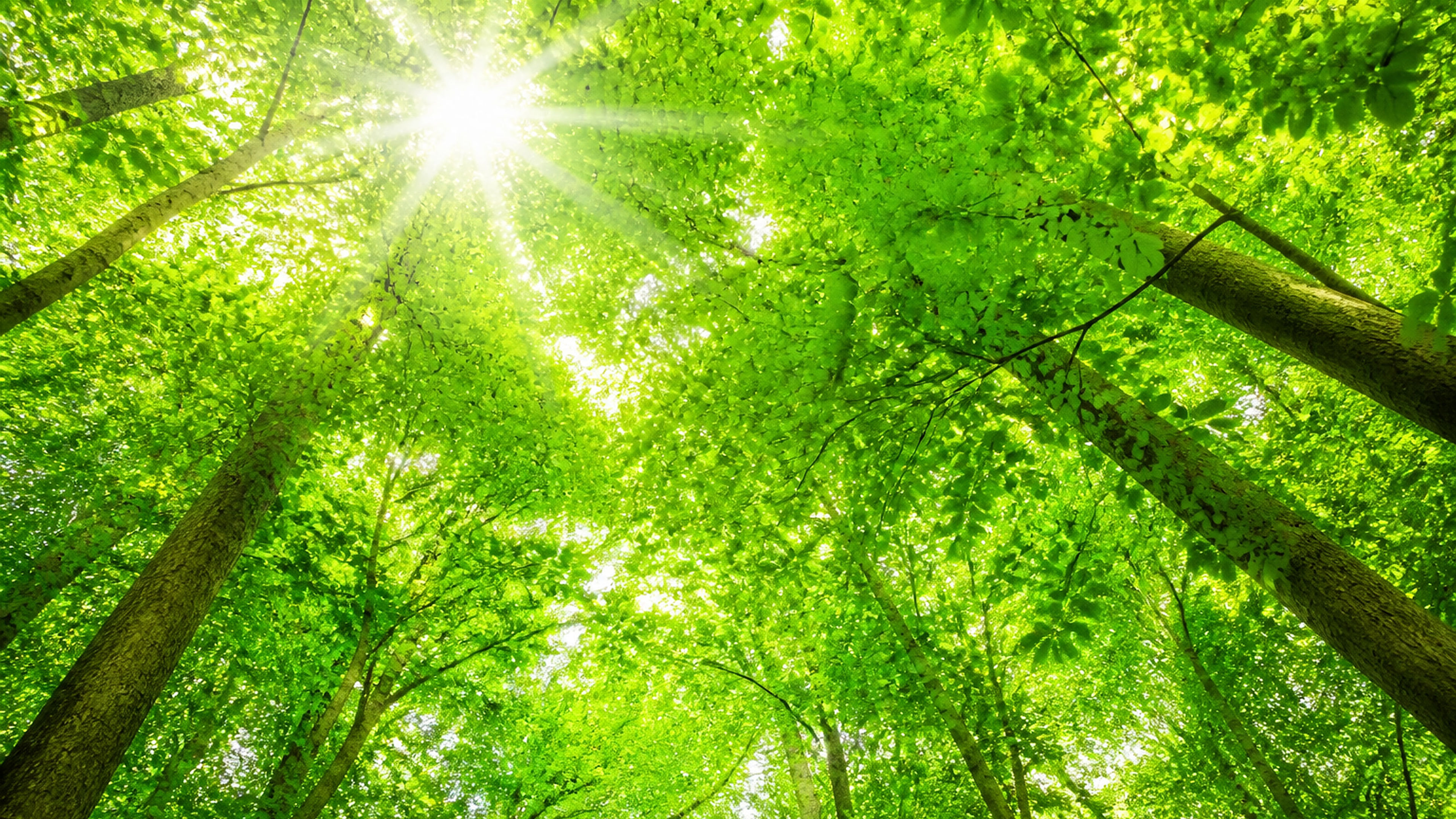 Sunlit Forest Canopy — Vivid Green - free nature HD wallpaper