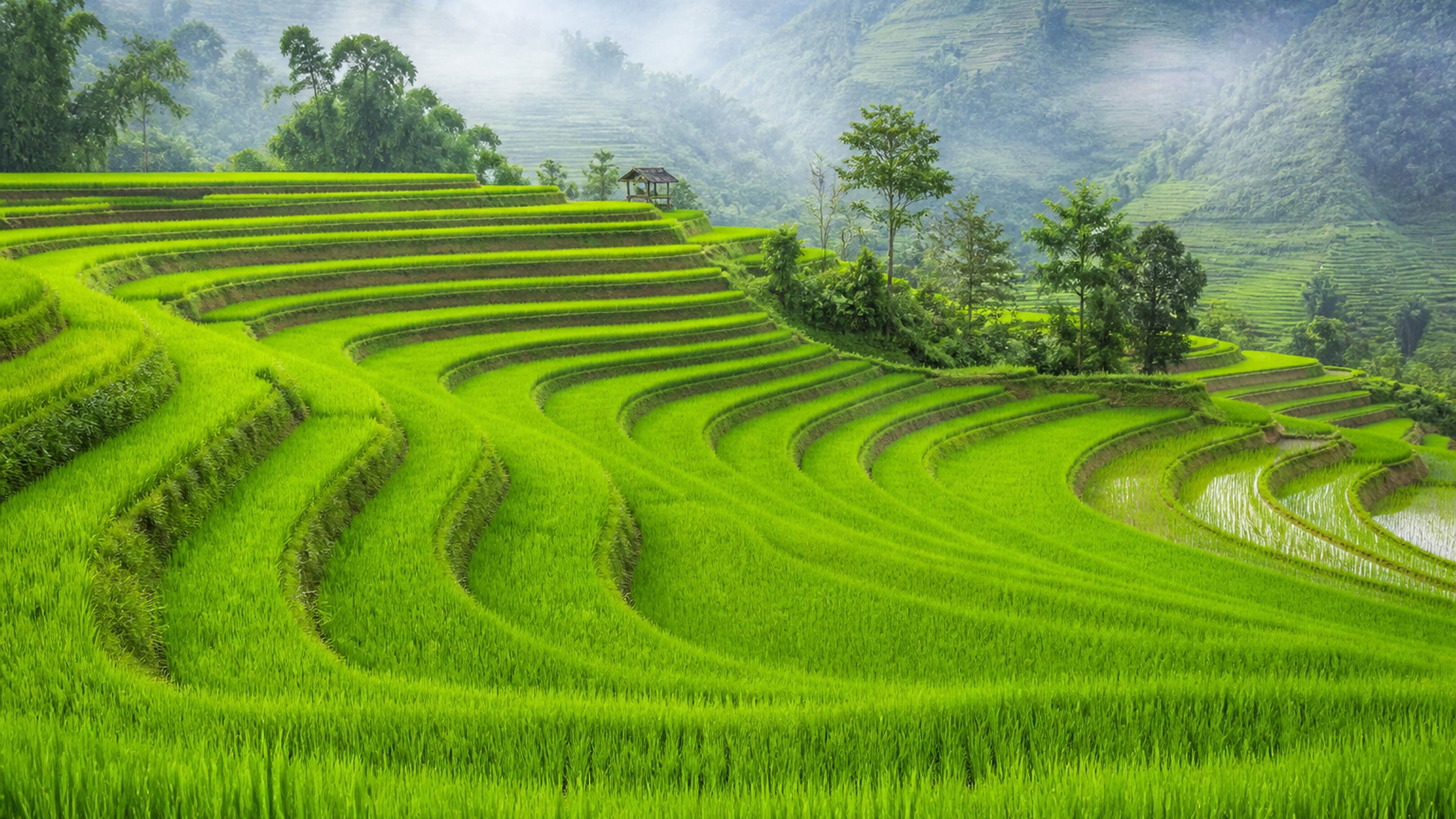 Misty Green Rice Terraces - free nature HD wallpaper