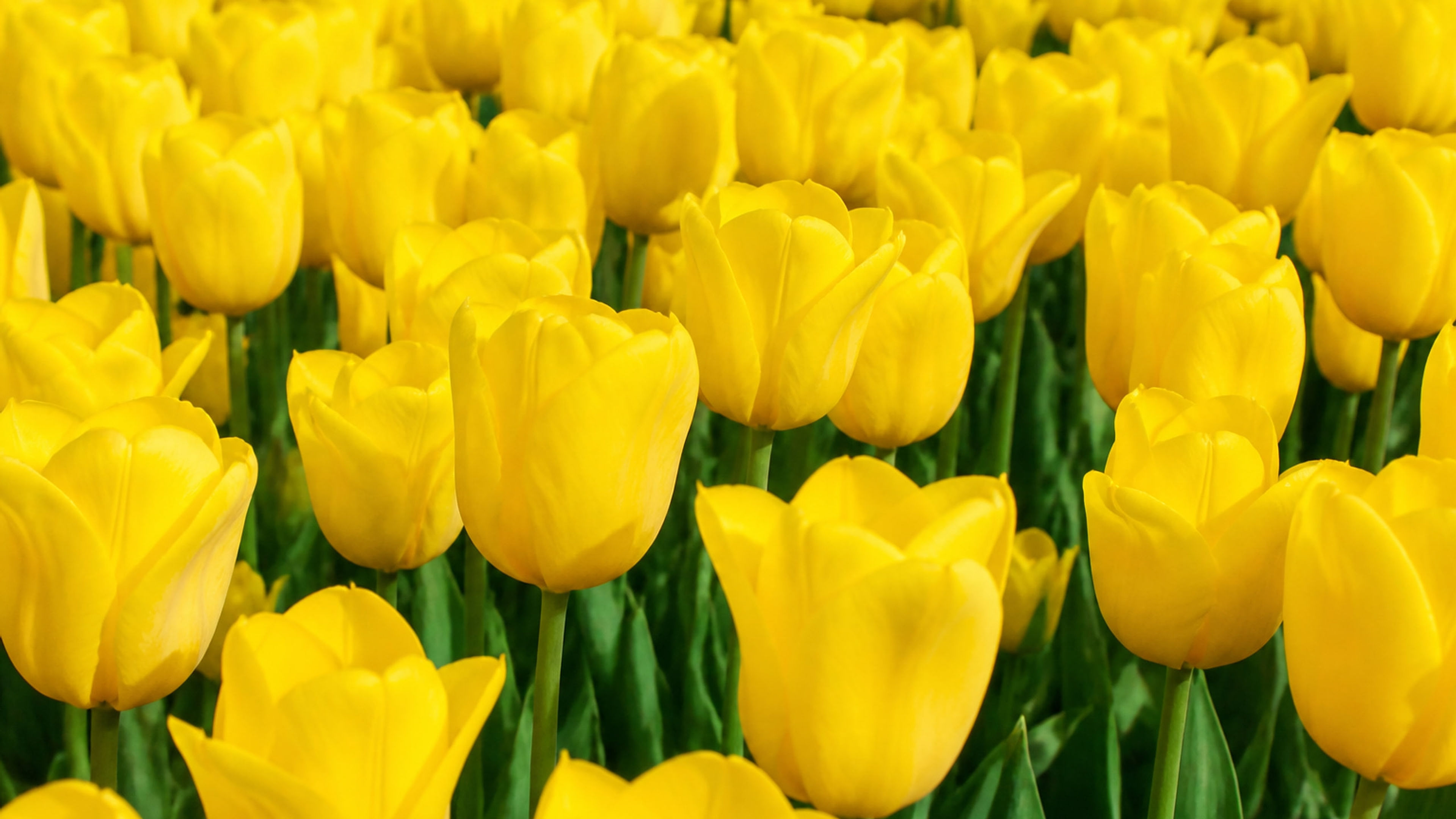 Yellow Tulip Field in Spring - free nature HD wallpaper