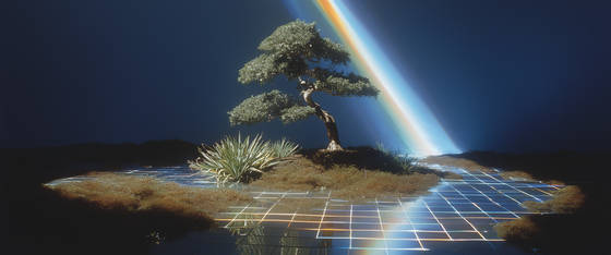 Perplexity Bonsai Tree Close Up wallpaper for 3440×1440 (Ultrawide) (3440x1440)